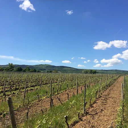 Weingut Hans Bausch Apartment